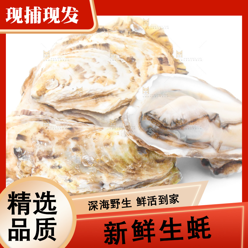 白底上放着海蛎子
