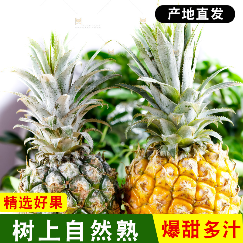 云南香水小菠萝放在白底上