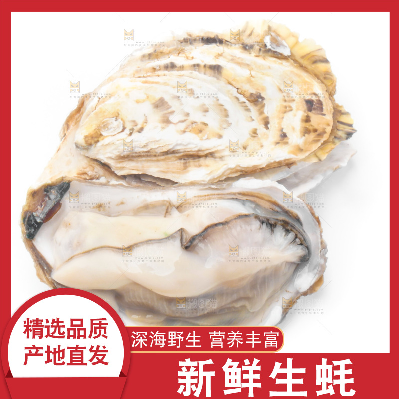 白底上放着海蛎子