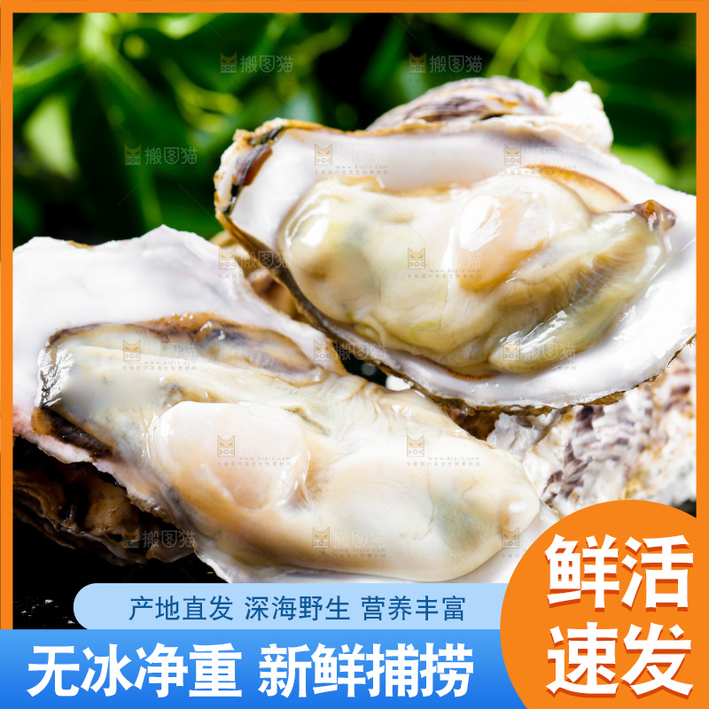 深底上放着牡蛎