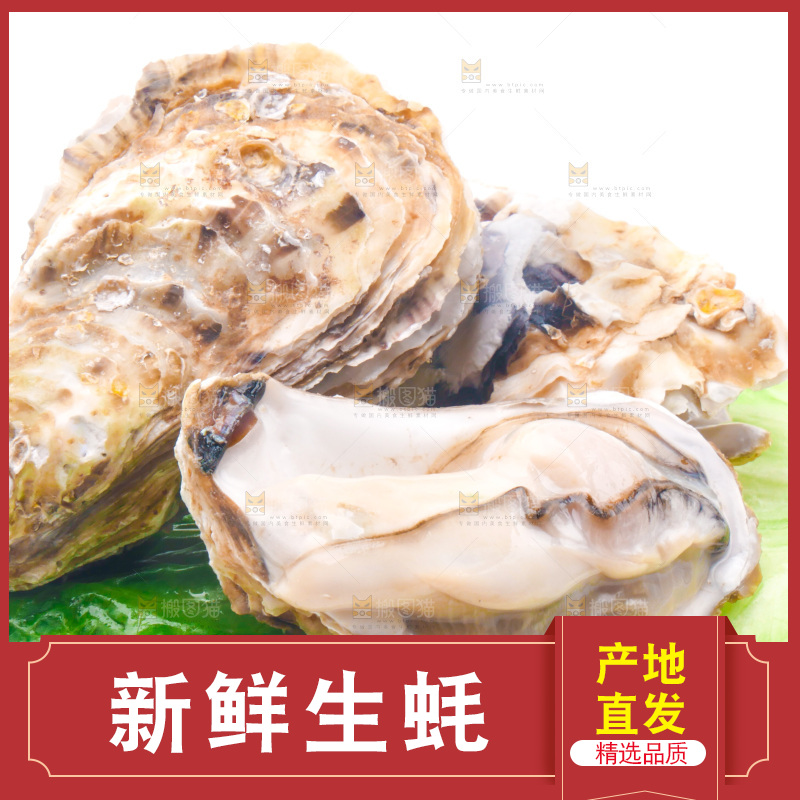 白底上放着乳山生蚝