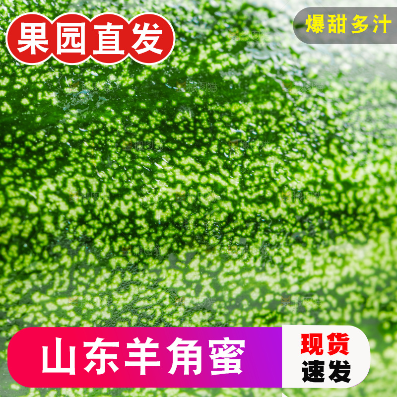 新鲜羊角蜜放在白底上