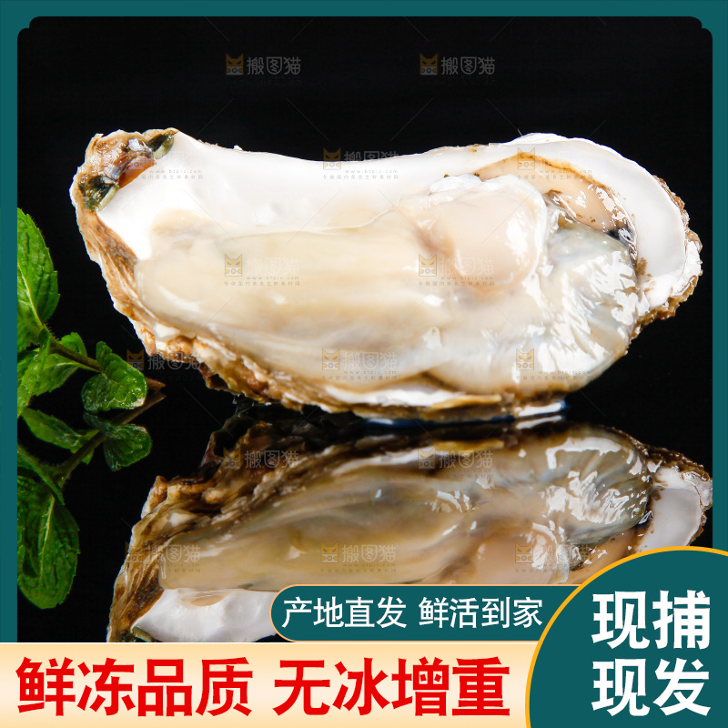 黑底上放着海蛎子