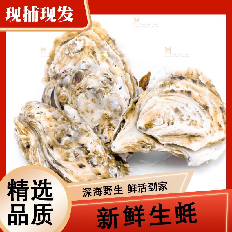 浅底上的海蛎子