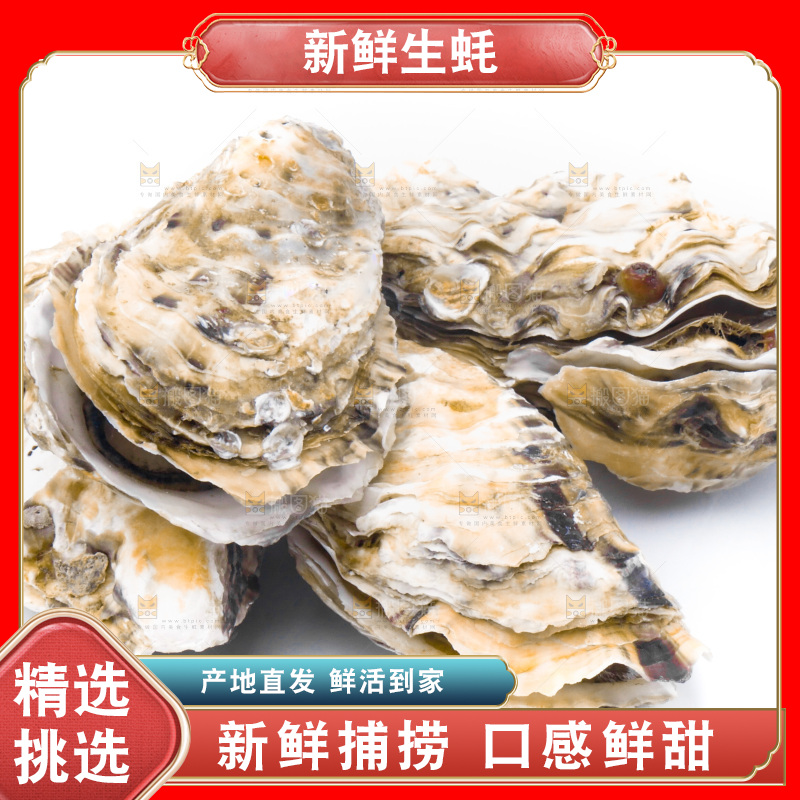 乳山生蚝放在白底上