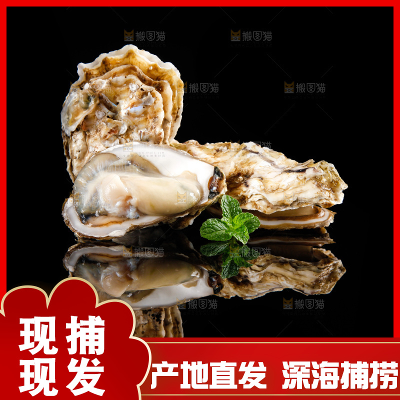 黑底上放着海蛎子