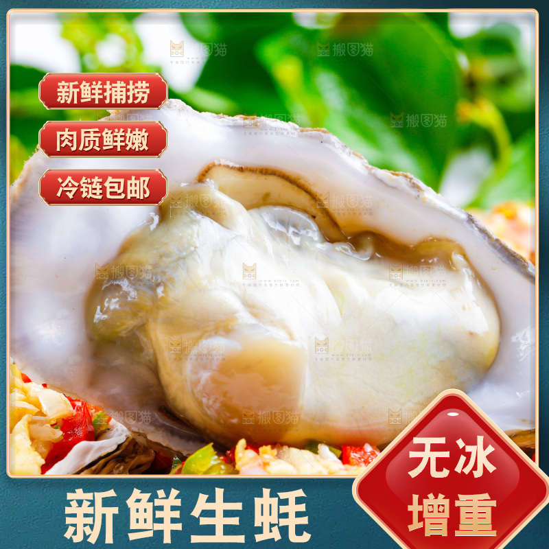 浅底上放着乳山生蚝