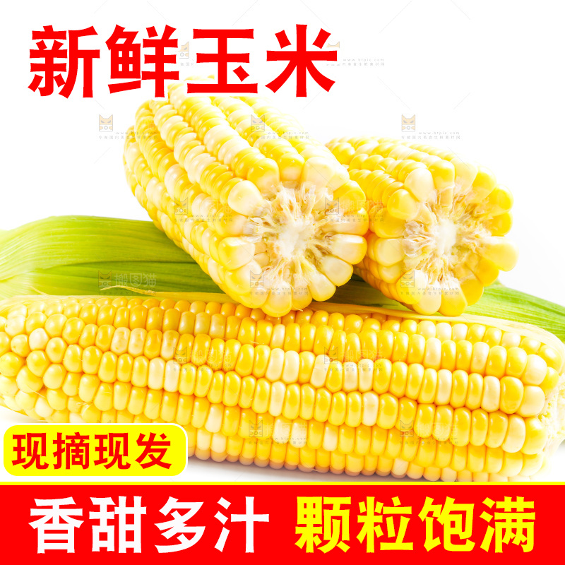 云南水果甜玉米放在白底上