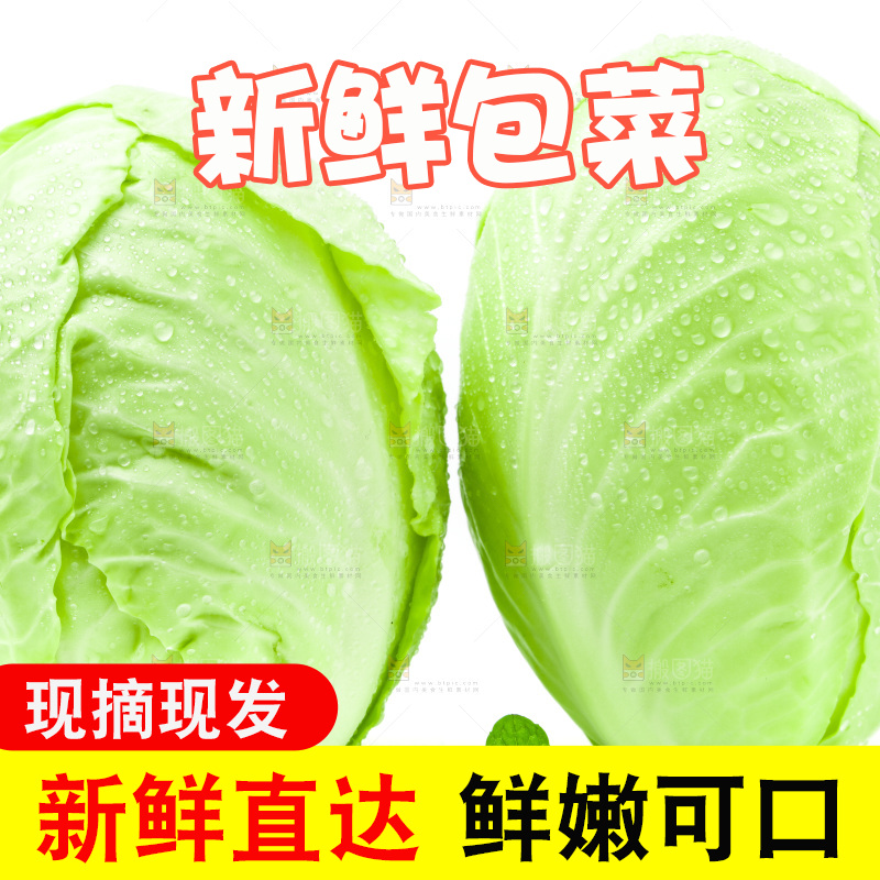新鲜包菜放在白底上