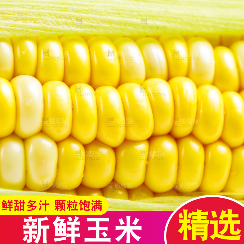 白底上放着新鲜玉米