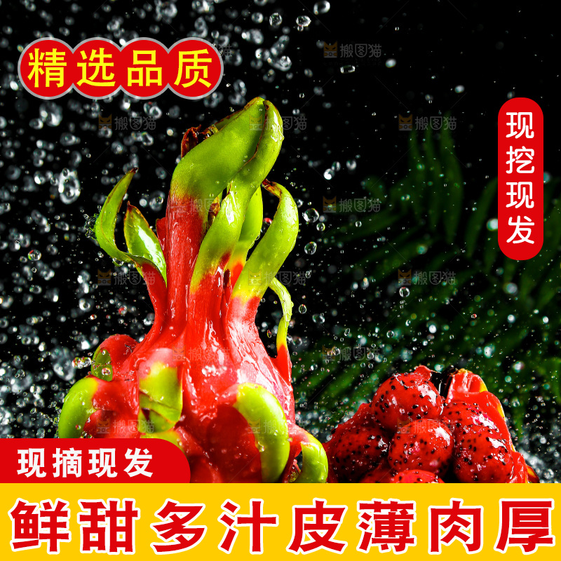 黑底上放着海南红心火龙果