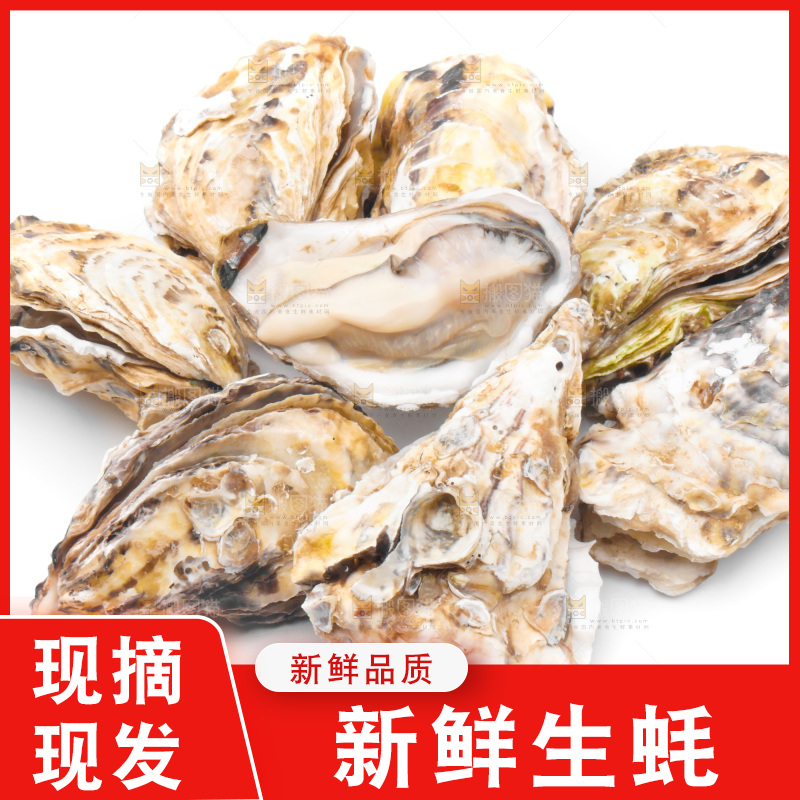 浅底上的生蚝