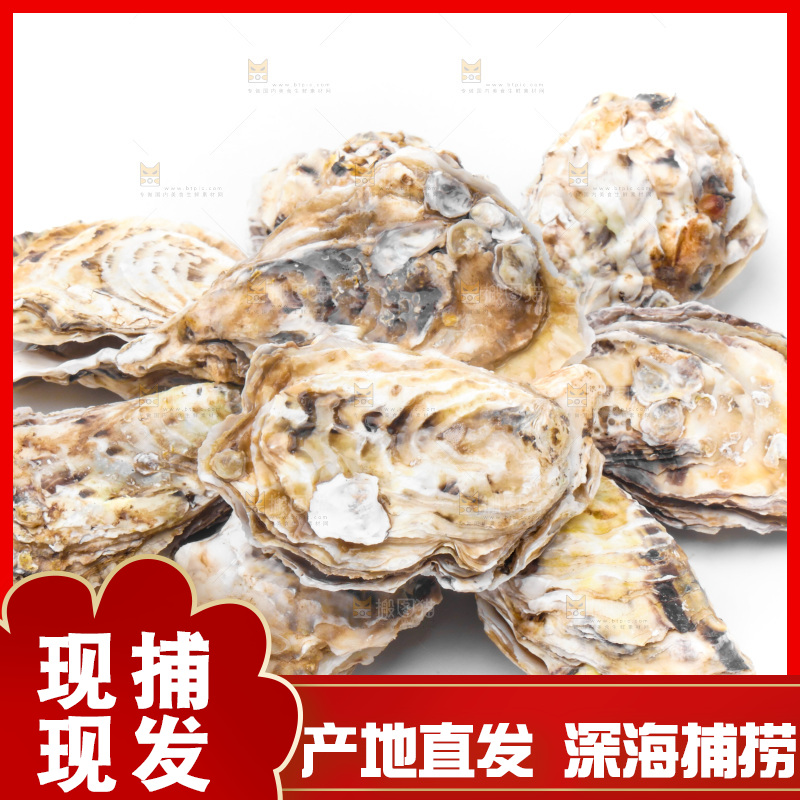 乳山生蚝放在白底上