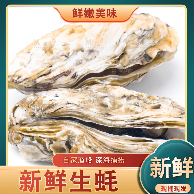 乳山生蚝放在白底上