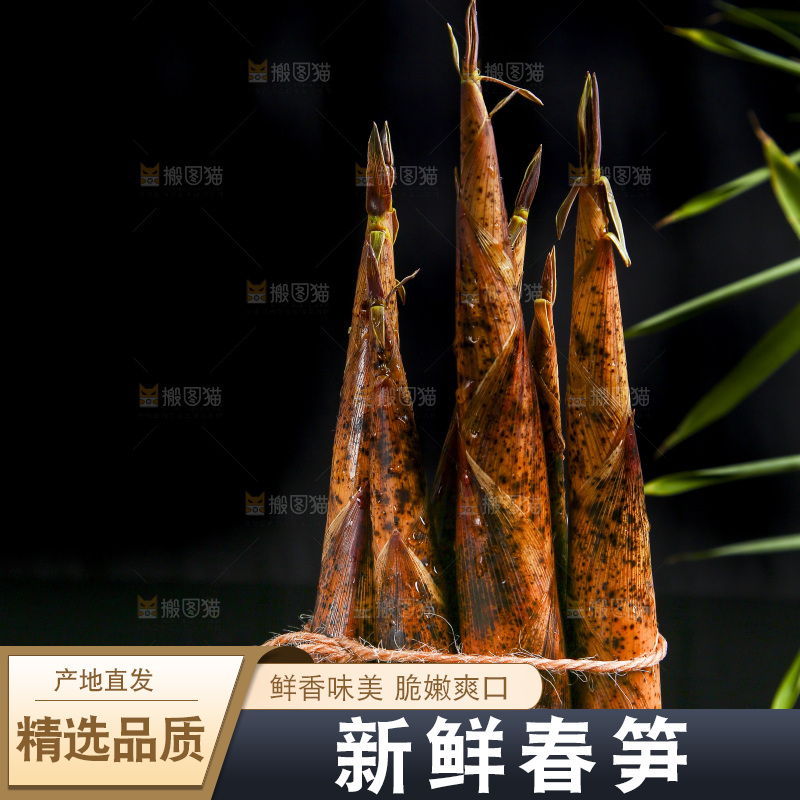 黑底上的春笋