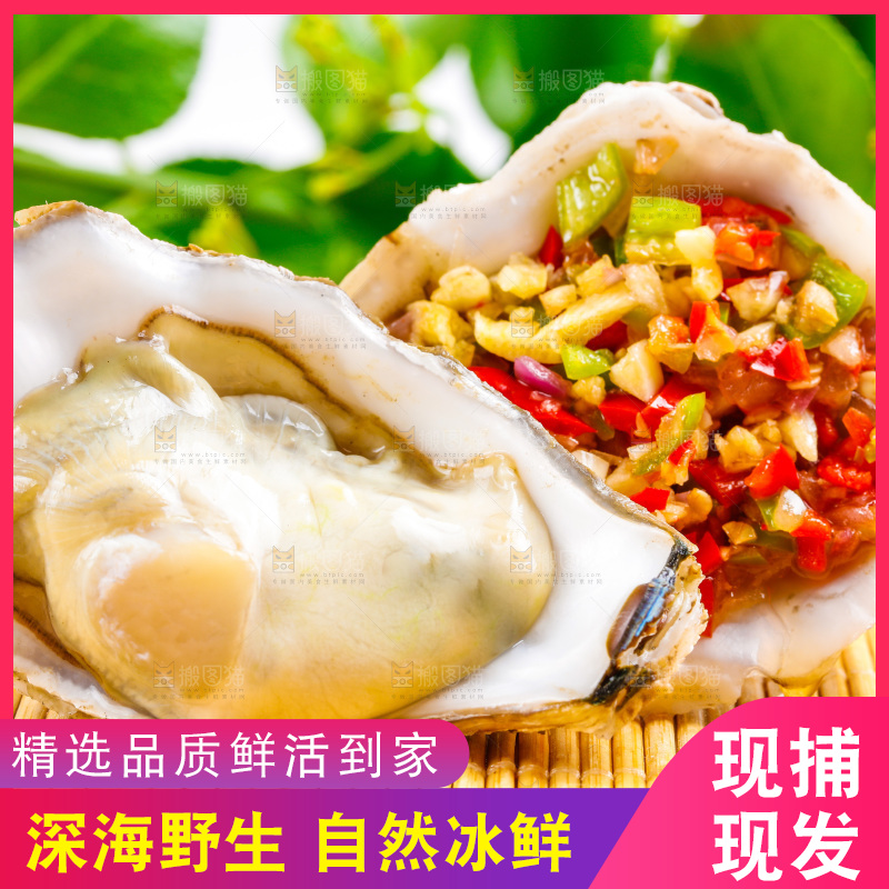 浅底上放着乳山生蚝
