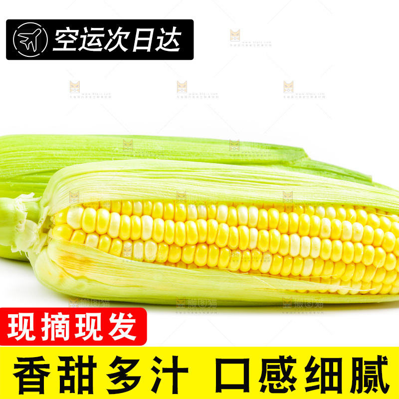 白底上放着新鲜玉米