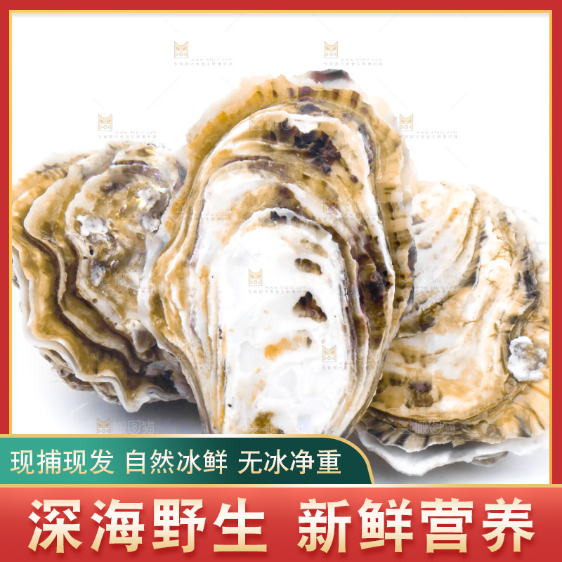 白底上的乳山生蚝