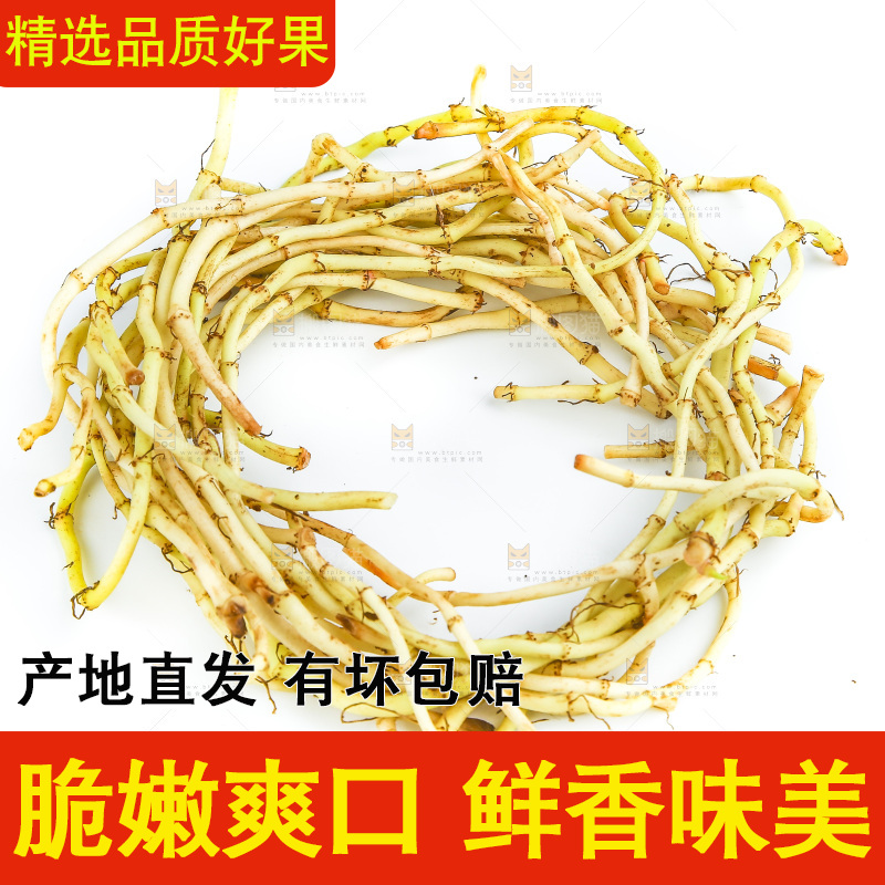 白底上的鱼腥草