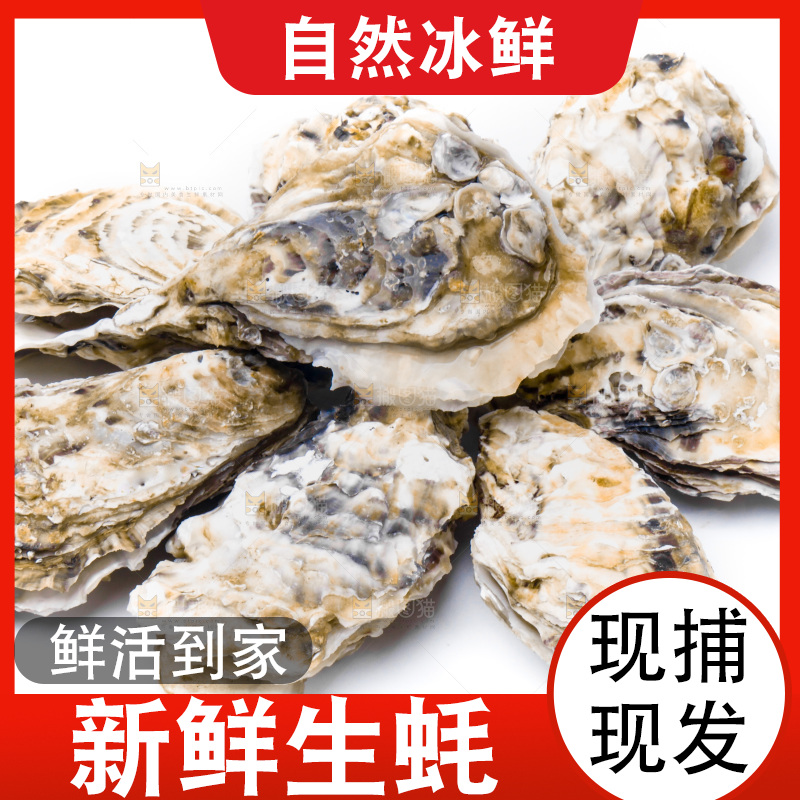 乳山生蚝放在白底上