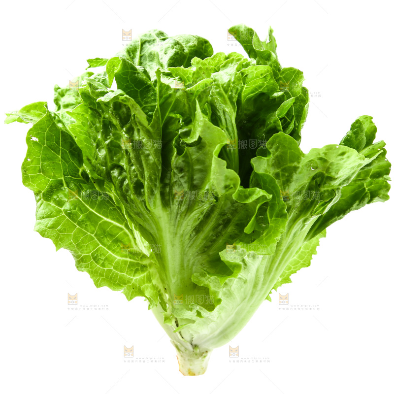 白底上的生菜