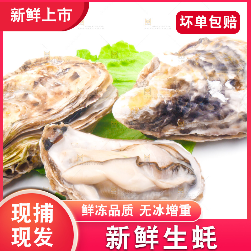 白底上放着乳山生蚝