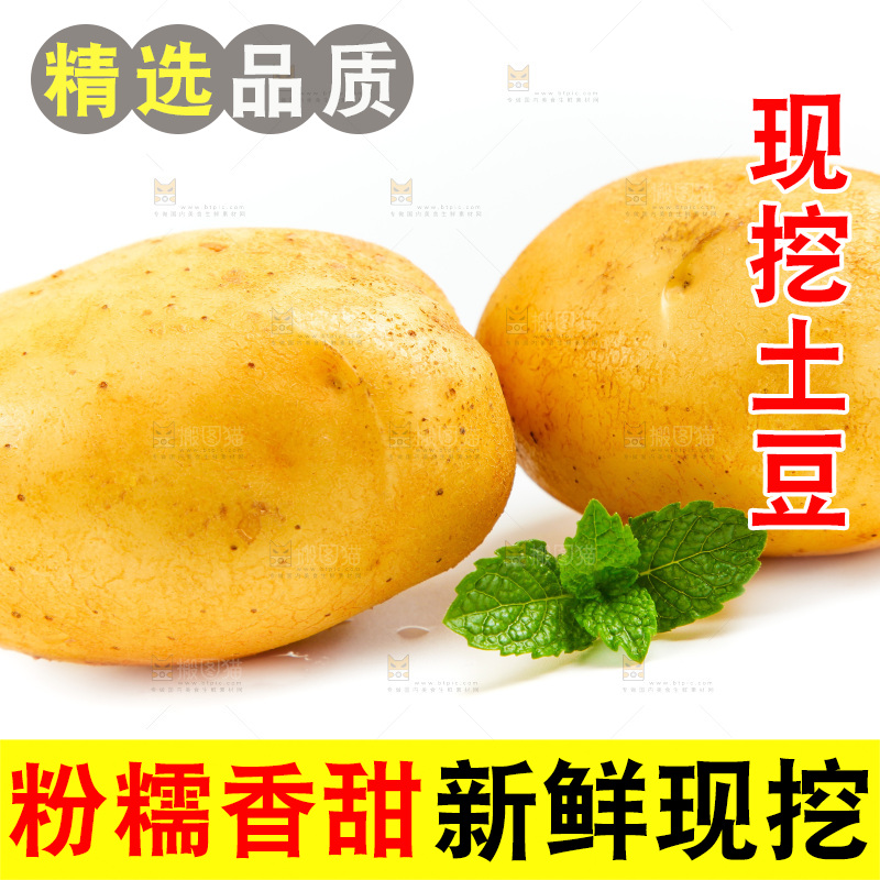 新鲜土豆放在白底上