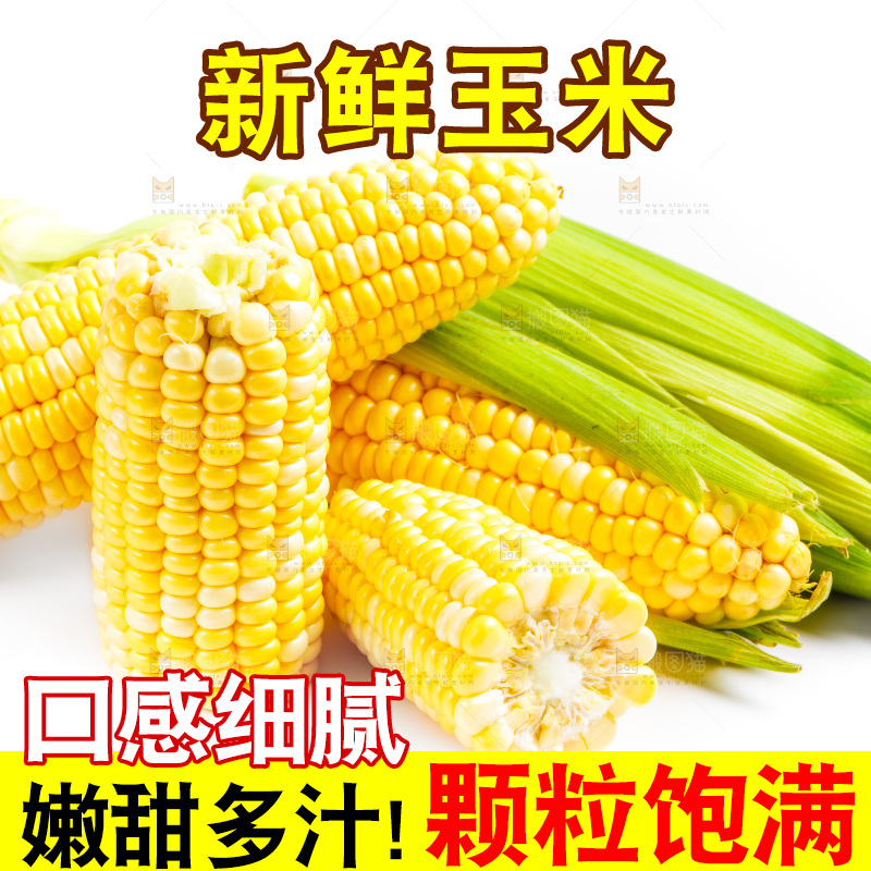 云南水果甜玉米放在白底上