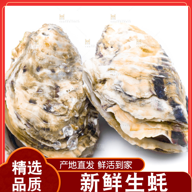 乳山生蚝放在白底上