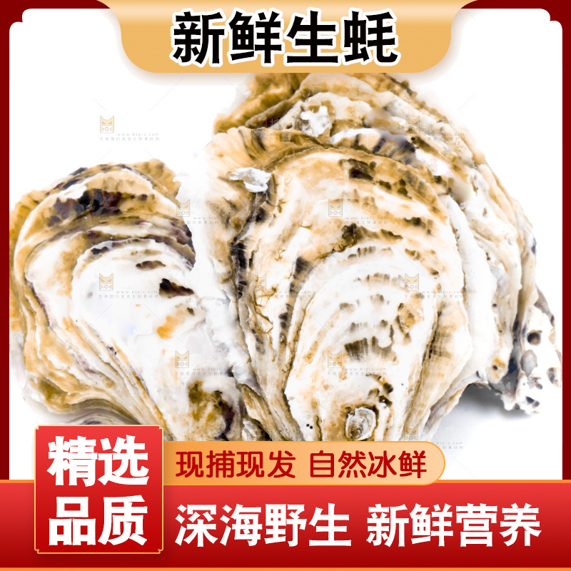 白底上的乳山生蚝