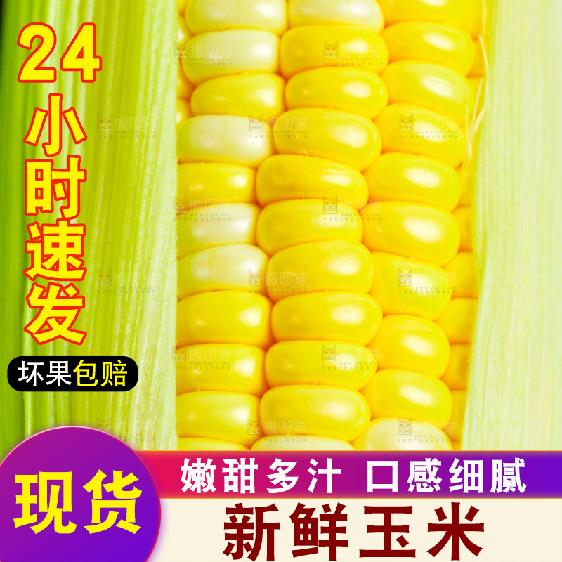 白底上放着新鲜玉米