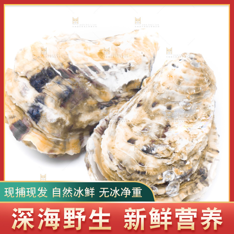 乳山生蚝放在白底上