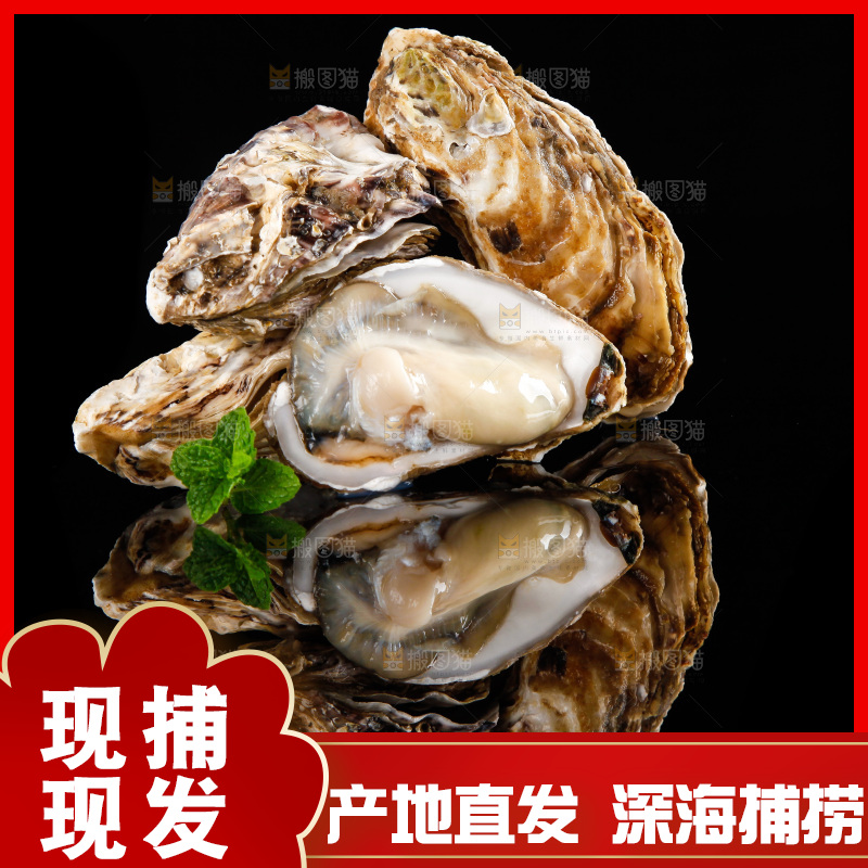 黑底上放着海蛎子