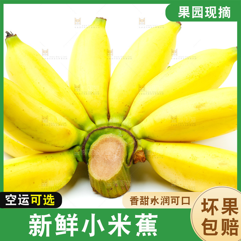 白底上的小米蕉