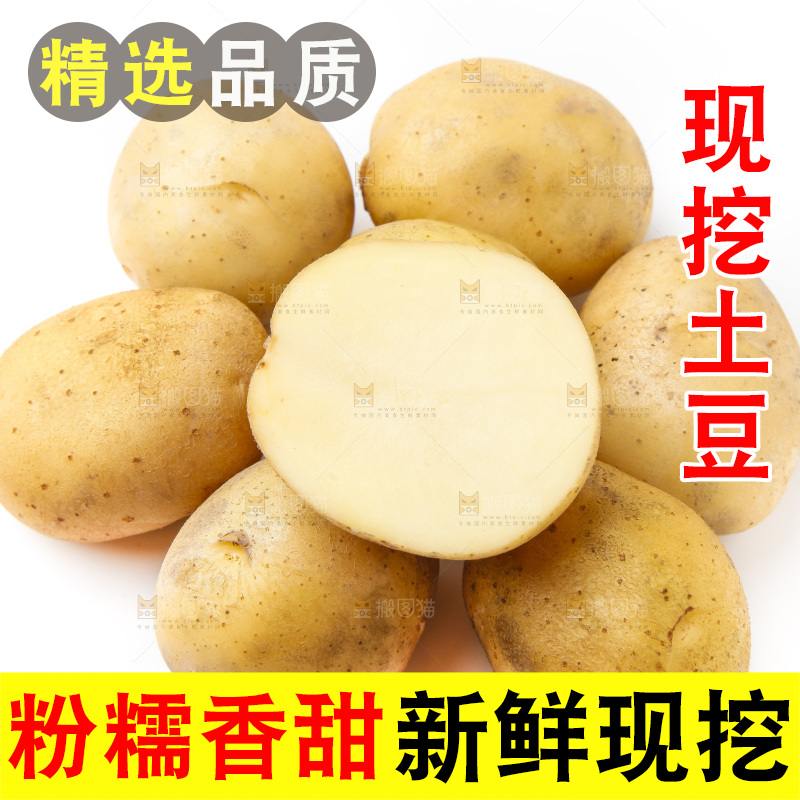 新鲜土豆放在白底上
