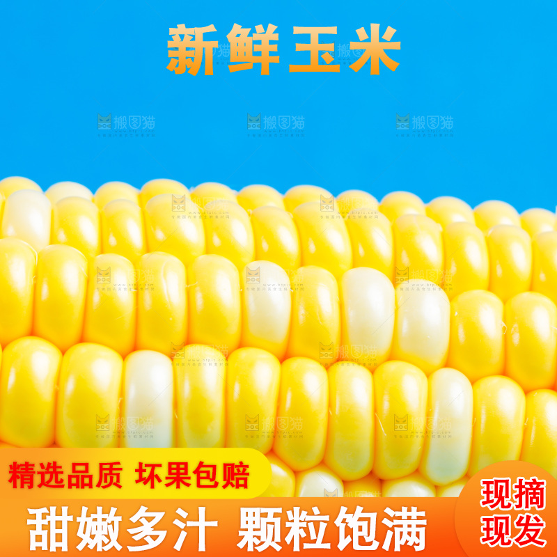 蓝底上放着云南水果甜玉米