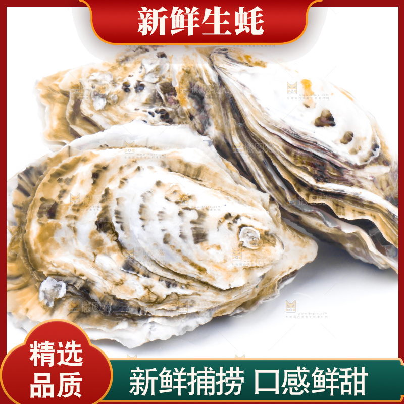 白底上的乳山生蚝
