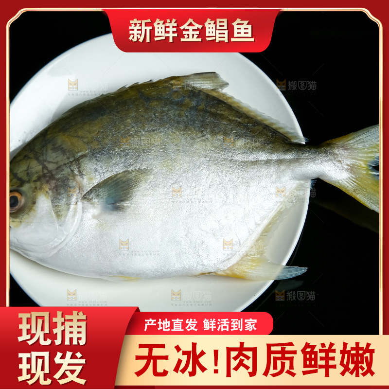 白底上的金鲳鱼