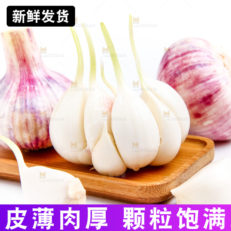 紫皮大蒜放在白底上