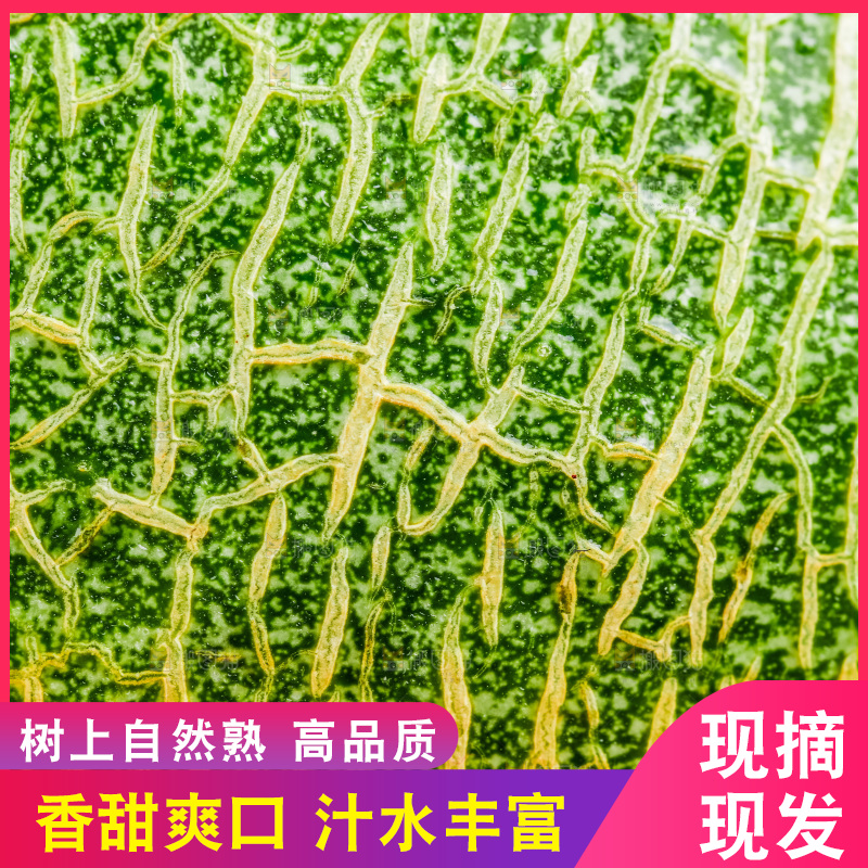 白底上的哈密瓜