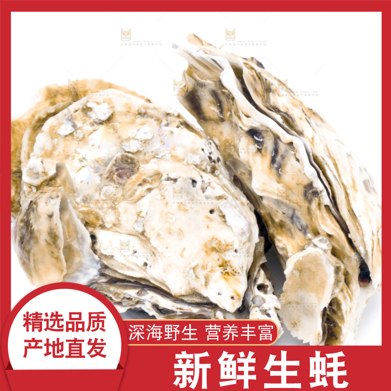 浅底上的海蛎子