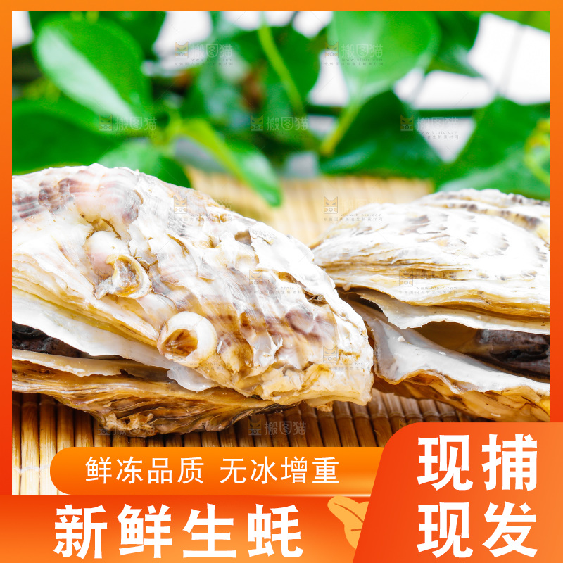 木底上放着乳山生蚝
