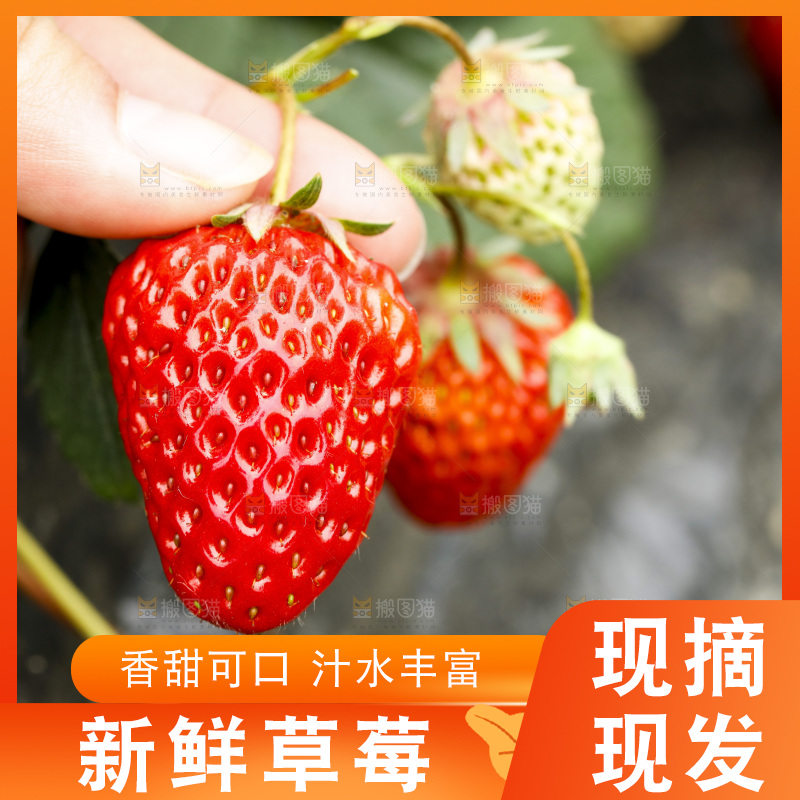 手拿草莓