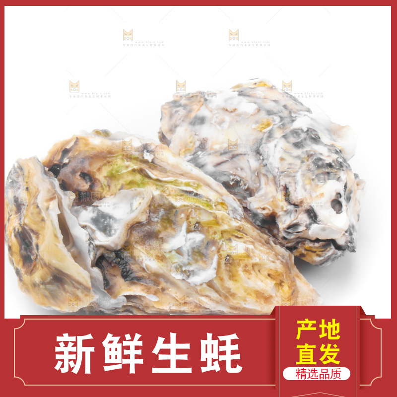 白底上放着海蛎子