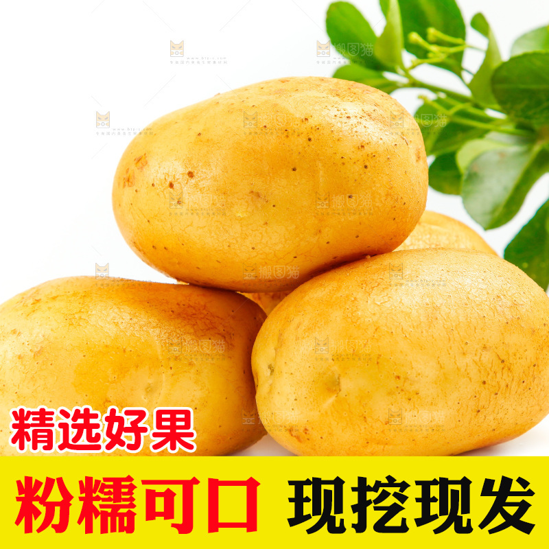 新鲜土豆放在白底上