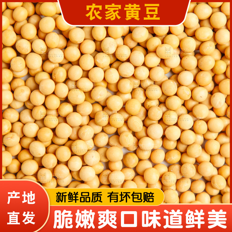 白底上的新鲜黄豆