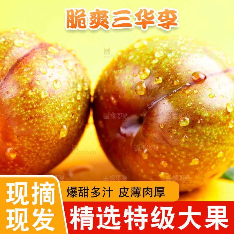 浅底上放着钱排三华李