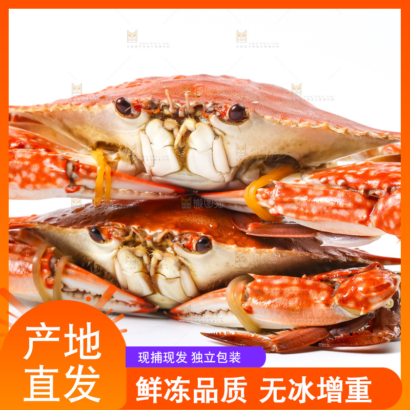 白底上摆放着舟山梭子蟹