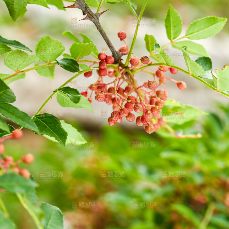 树枝上结的红花椒