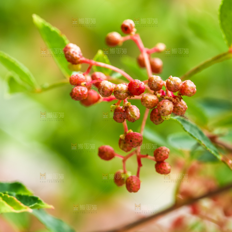 树枝上的花椒
